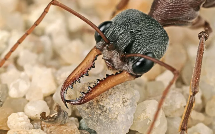 Ants