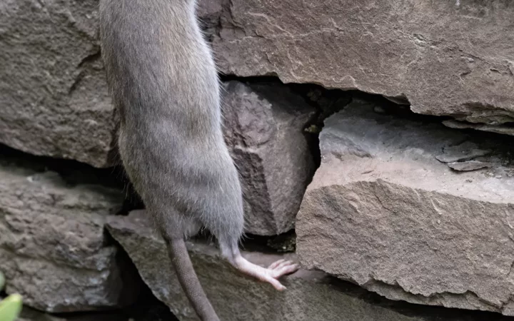 Rats & Mice