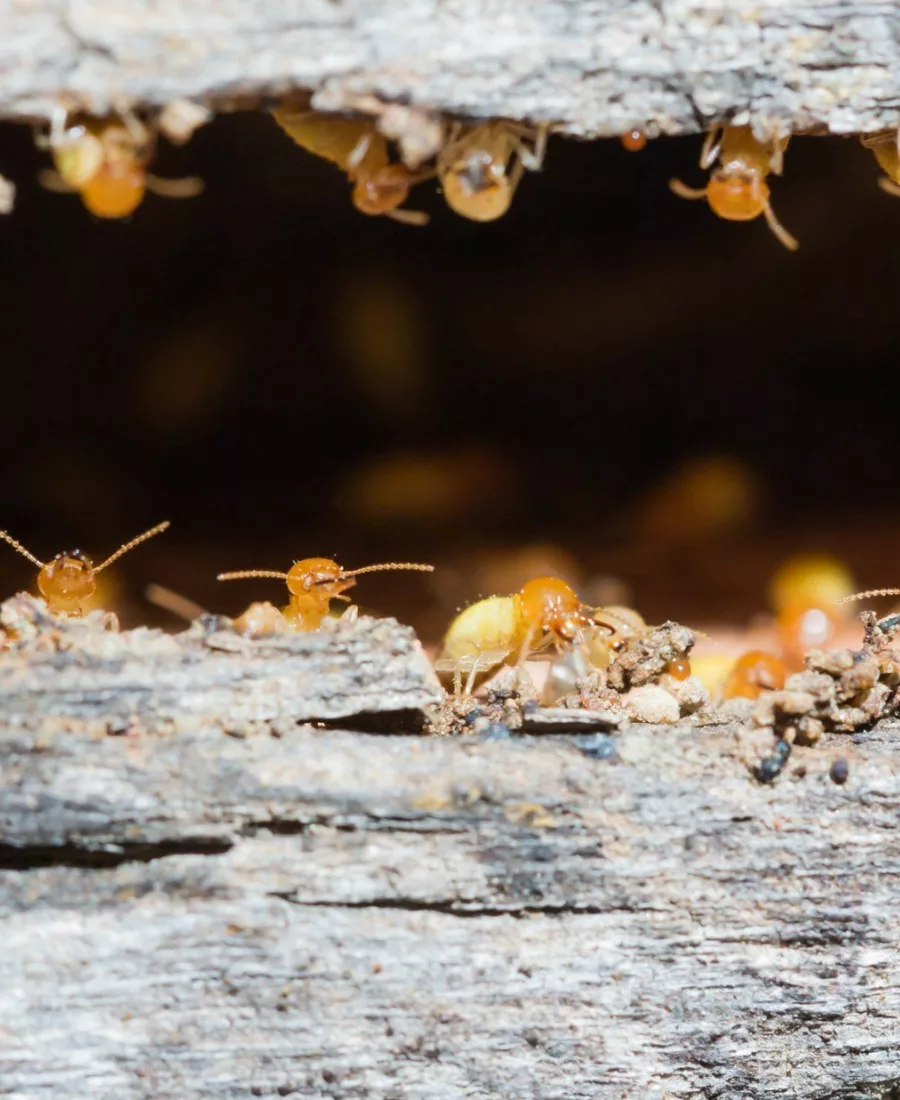 How we get rid of termites