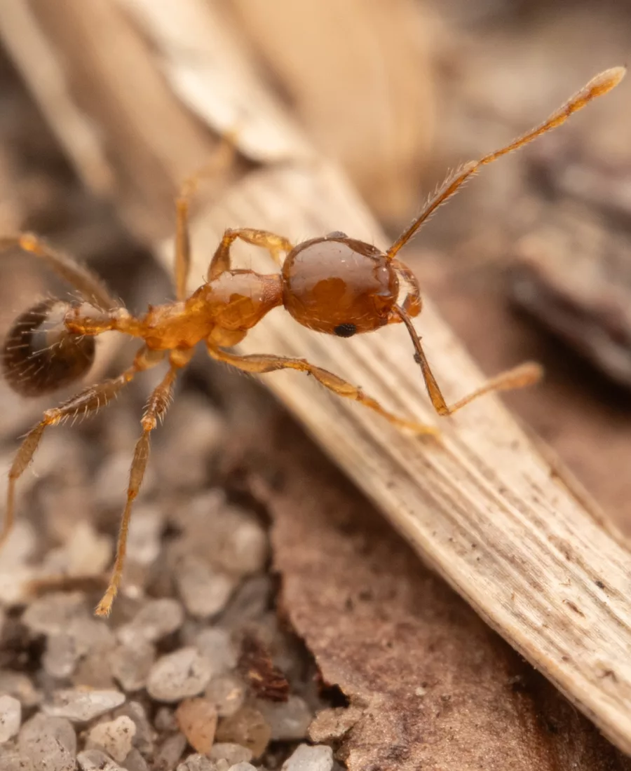 How we get rid of ants