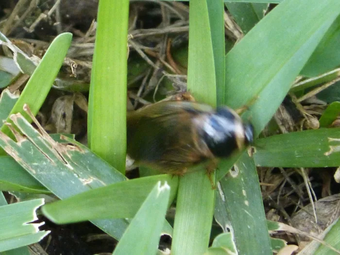 Cockroach australian periplaneta australasiae