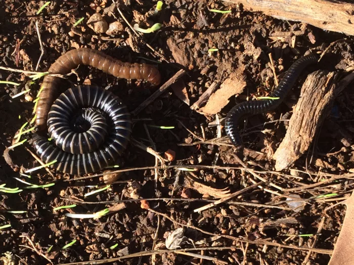 Millipedes Western Australia 34744710095