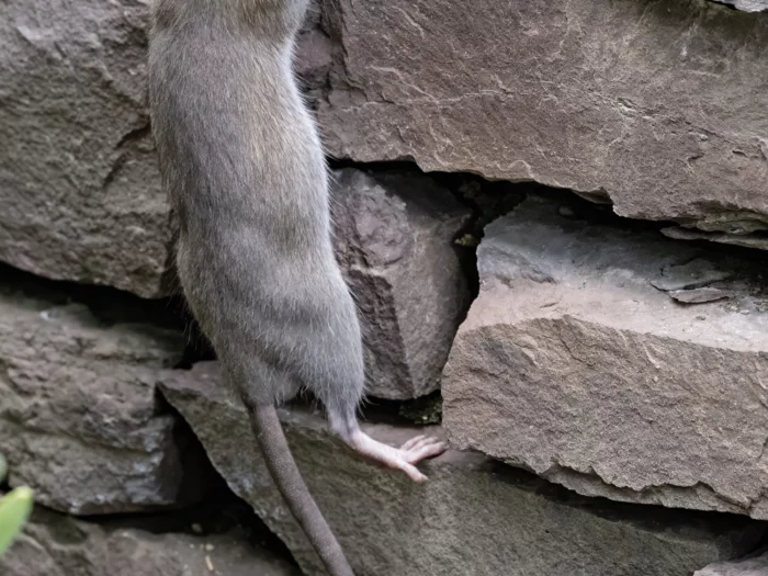 Context brown rat urban park
