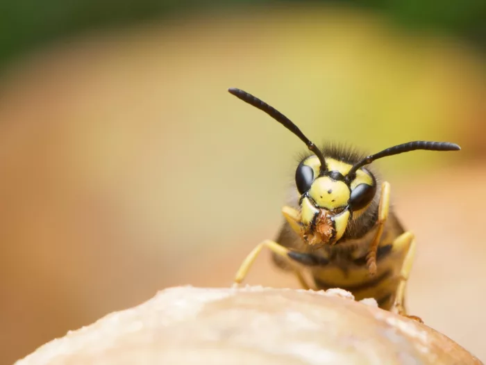 Wasp european vespula germanica
