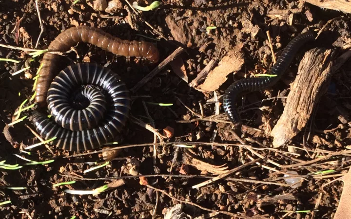 Millipedes