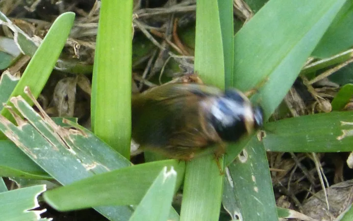 Cockroaches