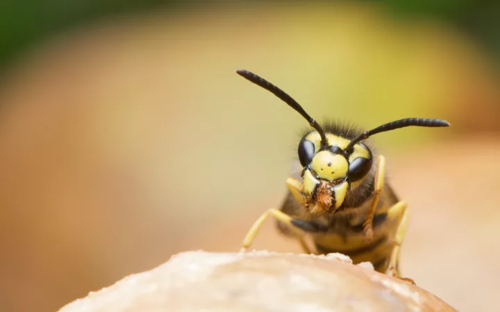 Wasps