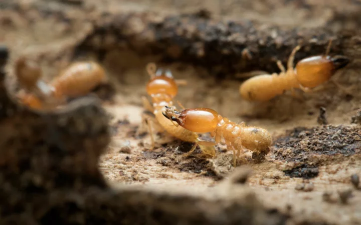 Termites