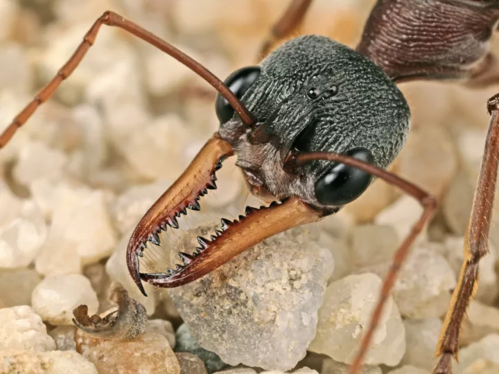 Ants