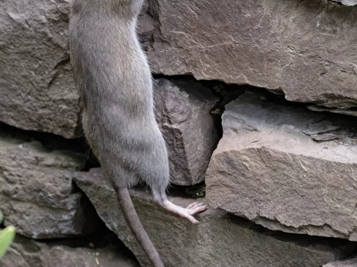 Rats & Mice