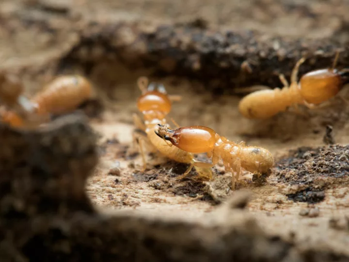 Termites